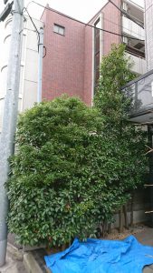 大田区大森中・集合住宅 エントランス脇の植木の剪定