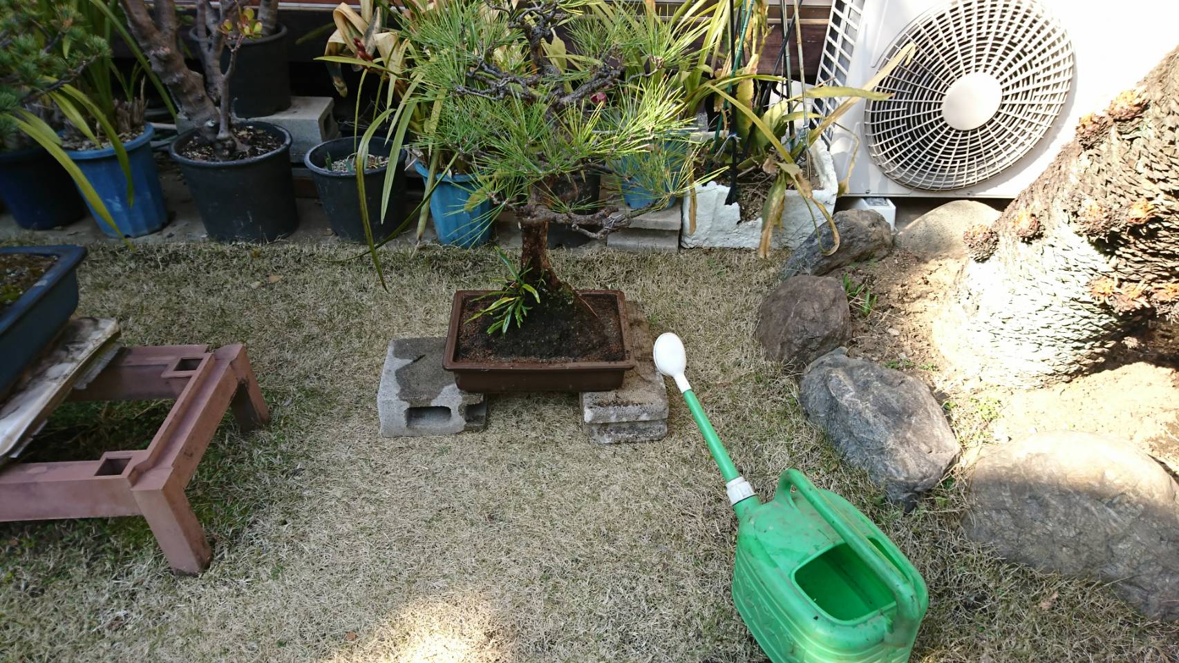 【大田区大森中】盆栽の植え替え 春の庭仕事