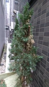 大田区東蒲田、植木、イタリアンサイプレス3