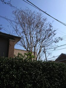 都杉並区の庭木の剪定・お庭のお手入れ「サルスベリ」before
