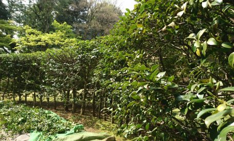 東京都大田区の庭木の剪定・お庭のお手入れ「サザンカ」の生垣、ツバキ科で11月から1月頃までお花を咲かせる