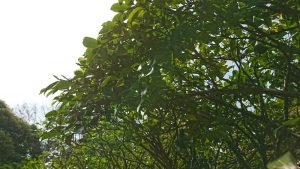 東京都大田区の庭木の剪定・お庭のお手入れ「サザンカ」は6月頃まで枝を伸ばし花芽を形成。