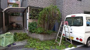 東京都大田区仲六郷にてマンション・植木・剪定の様子6