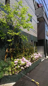 マンションの植栽・施工例・定期管理１